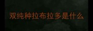 双纯种拉布拉多是什么