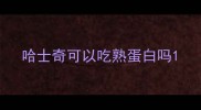 哈士奇可以吃熟蛋白吗