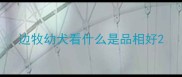 边牧幼犬看什么是品相好