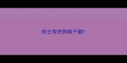 哈士奇把狗粮干翻