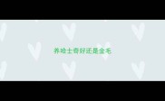 养哈士奇好还是金毛