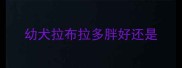 幼犬拉布拉多胖好还是
