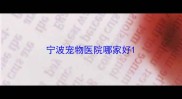宁波宠物医院哪家好