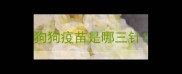 狗狗疫苗是哪三针