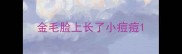 金毛脸上长了小痘痘