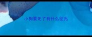 小狗要死了有什么征兆