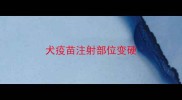 犬疫苗注射部位变硬