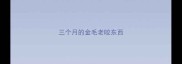 三个月的金毛老咬东西