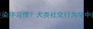 哈士奇会传染坏习惯犬类社交行为学中的领地效应