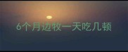6个月边牧一天吃几顿