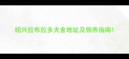 绍兴拉布拉多犬舍地址及领养指南