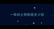 一条哈士奇到底多少钱