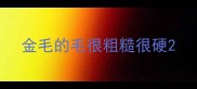 金毛的毛很粗糙很硬