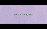 拉布拉多公母区别照片
