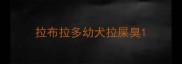 拉布拉多幼犬拉屎臭