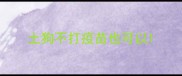 土狗不打疫苗也可以
