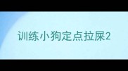 训练小狗定点拉屎