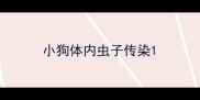 小狗体内虫子传染