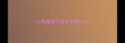 小狗疫苗六联什么牌子h