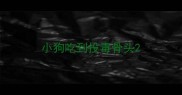 小狗吃到投毒骨头