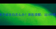 紧急处理猫咪拉稀牙龈发白怎么办兽医提醒这5种情况必须立即送医