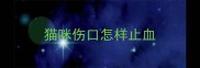 猫咪伤口怎样止血