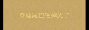 泰迪尾巴毛掉光了