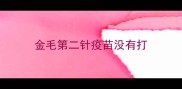 金毛第二针疫苗没有打