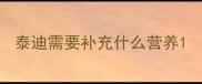 泰迪需要补充什么营养