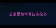 公寓里如何养拉布拉多