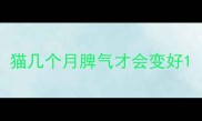 猫几个月脾气才会变好