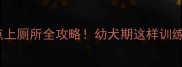 边牧定点上厕所全攻略幼犬期这样训练不翻车