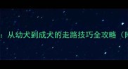 泰迪犬正确训练方法从幼犬到成犬的走路技巧全攻略附牵引绳使用指南