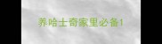 养哈士奇家里必备