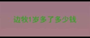 边牧1岁多了多少钱