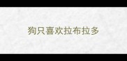 狗只喜欢拉布拉多