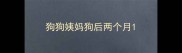 狗狗姨妈狗后两个月