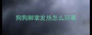 狗狗脚掌发热怎么回事