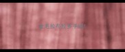 金毛拉布拉多手绘