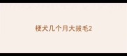梗犬几个月大拔毛