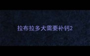 拉布拉多犬需要补钙
