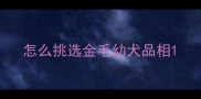 怎么挑选金毛幼犬品相
