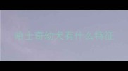 哈士奇幼犬有什么特征