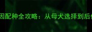 边境牧羊犬三色基因配种全攻略从母犬选择到后代培育的实战指南