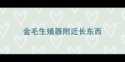金毛生殖器附近长东西