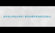 成年哈士奇适合养吗新手必看饲养指南及优缺点