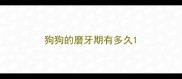 狗狗的磨牙期有多久