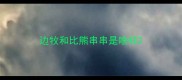 边牧和比熊串串是啥样
