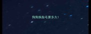 狗狗换胎毛要多久