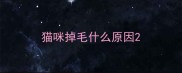 猫咪掉毛什么原因